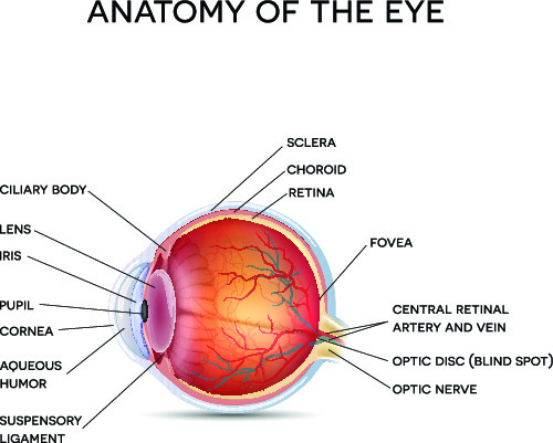 parts of the eye and their functions